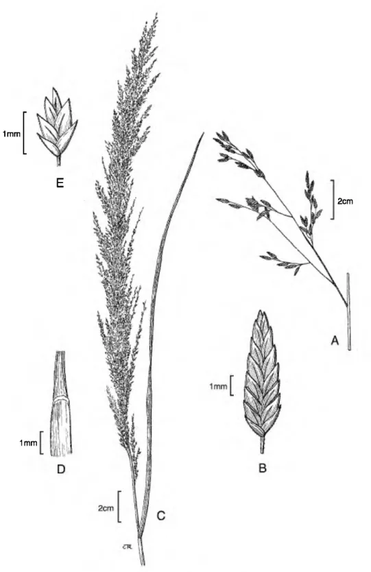 Figure 9.    Eragrostis atrovirens. •A. Panicle branch. •B. Spikelet. Eragrostis japonica
