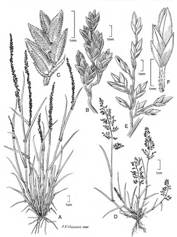 Figure 10.    Eragrostis attenuata (M. 0. Dillon &amp; D. Dillon 3879). •A. Habit. •B