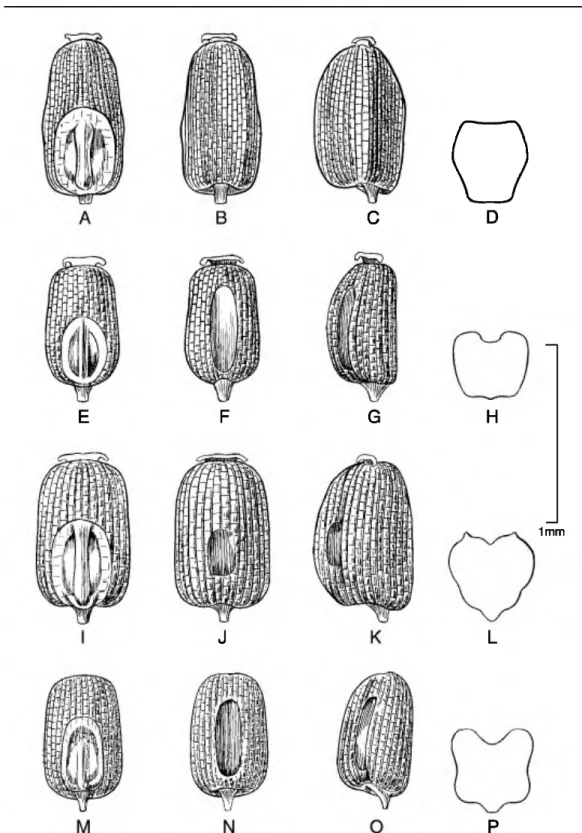 Figure 1. Caryopses of Eragrostis species. •A•D. E. lurida subsp. lurida (P. M. Peterson &amp; N