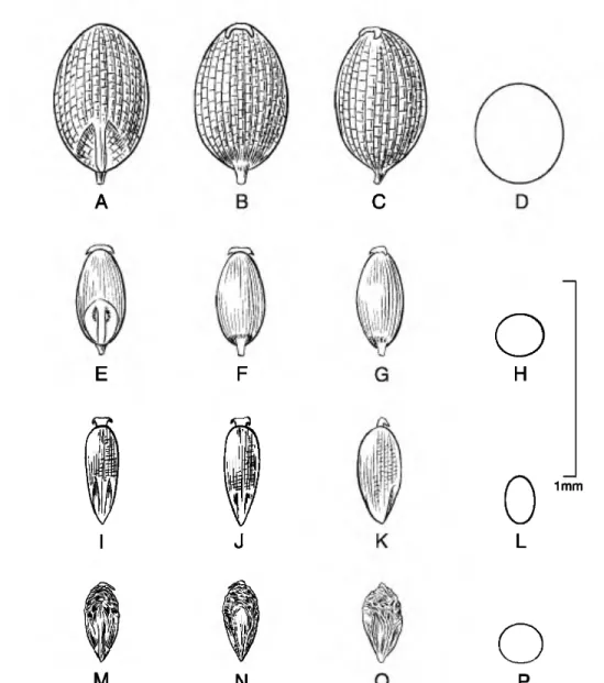 Figure 2. Caryopses of Eragrostis species. •A-D. E. cilianensis (R. Ferreyra 6017). •E-H