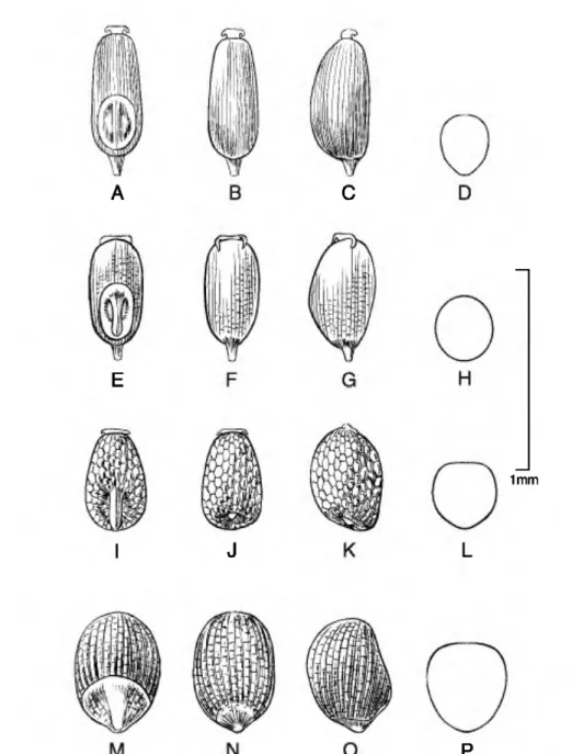 Figure 3. Caryopses of Eragrostis species. •A•D. E. attenuata {R. Eerreyra 6366). •E•H