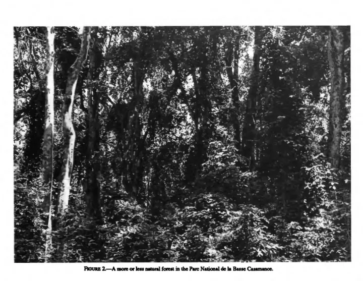 FIGURE 2.—A more or less natural forest in the Pare National de la Basse Casamance.
