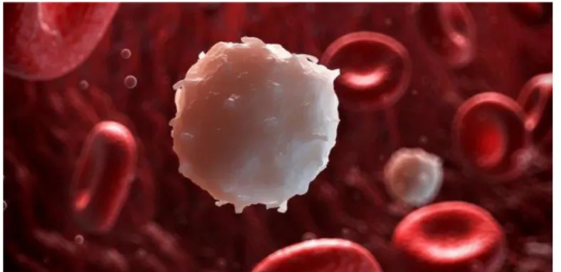 Gambar 2.3 Sel Darah Putih (Leukosit)  Sumber : Merdeka.com,(2021) 