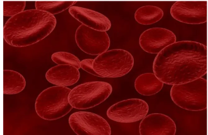 Gambar 2.2 Sel Darah Merah (Eritrosit)  Sumber : Kompas.com, 2022 