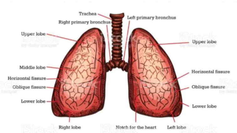 Gambar 1. 2 Anatomi Paru-paru (Setiadi, 2018) 
