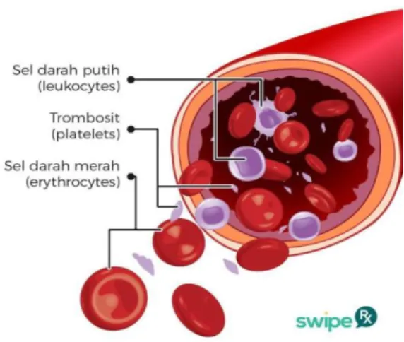 Sumber gambar: (Suciari, 2019) gambar I.2       komponen darah 