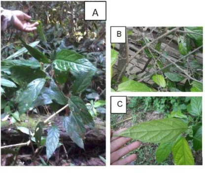 Gambar 1. Tumbuhan Mekai ( Albertisia papuana Becc.). A. Tumbuhan 
