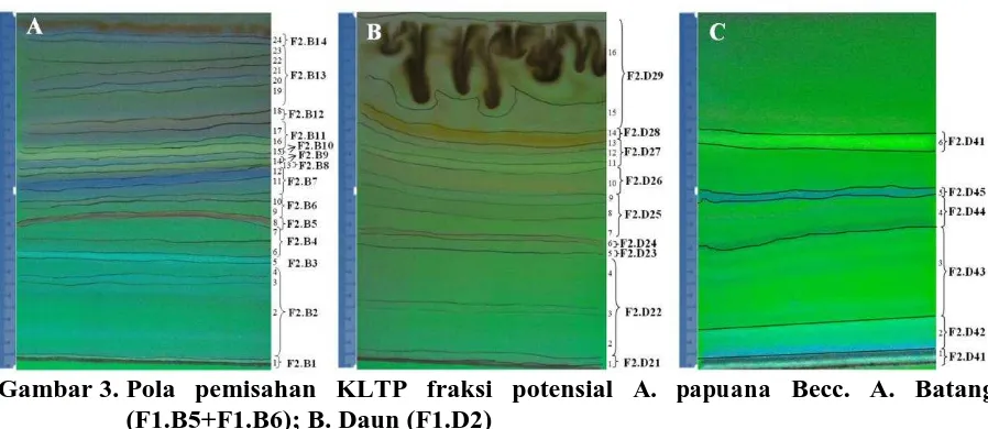 Gambar 3. Pola pemisahan KLTP fraksi potensial  A. papuana Becc. A. Batang (F1.B5+F1.B6); B