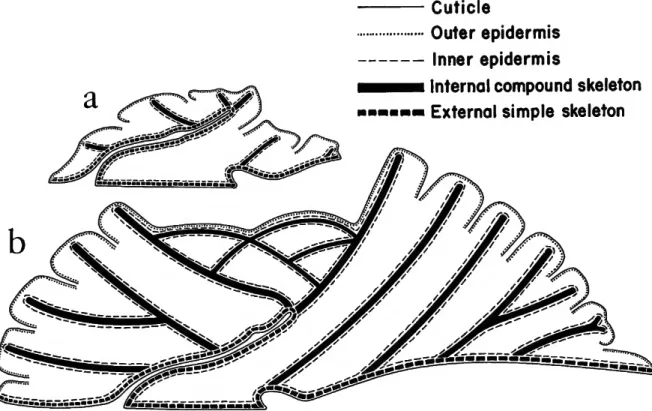 FIGURE 2.—Idealized diagrams of longitudinal section through center of young lichenoporid  colony after Borg (1926: fig