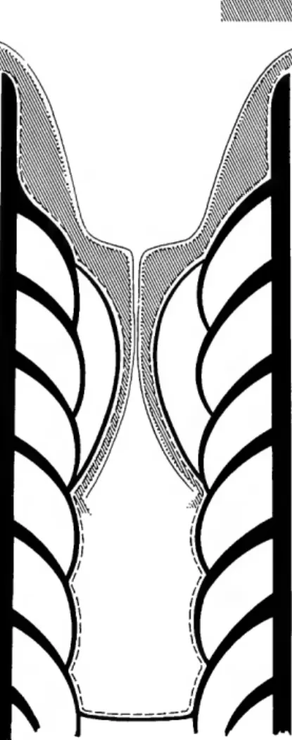 FIGURE 5.—Partial reconstruction similar to that of Figure  4 except in a later, two-funnel stage of development (Plate  1: figure lb; Plate 6: figures 2d, 3,  4 ) 