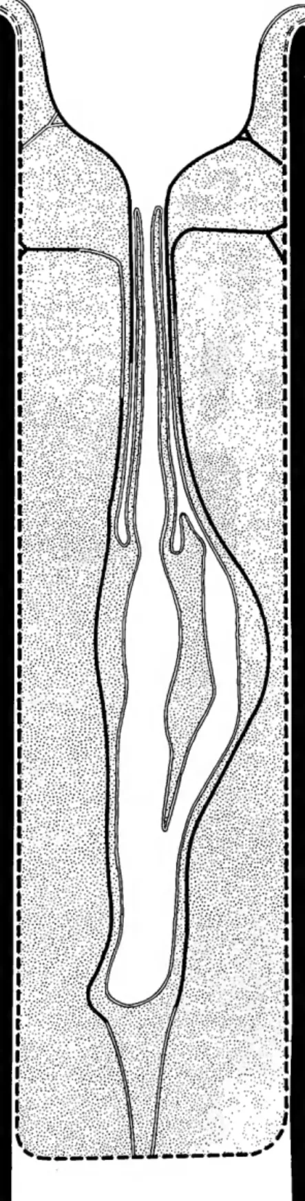 FIGURE 6.—Reconstruction of the hypothetical feeding organs  of Leptotrypella? praecox Boardman, from the Lower Devonian of  the Ohio Range, Antarctica