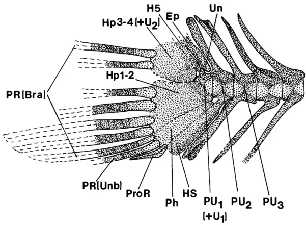 FIGURE 5.—Reconstruction of the last few vertebrae and caudal-fin supporting structures of the holotype of  Cretatriacanthus guidottii, MCSNV 1377, 24.5 mm SL (most of the bony substance of the hypural region is  absent and the dashed lines are based only 