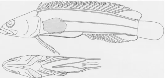Fig. 5. Lateral line configuration in Acaruhoclinus fuscus. 