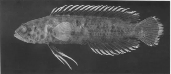 Fig.   6.   Beliops xanthokrossos,   ANSP   165557,   25.7   mm   SL,   Western   Australia,   Duke   of  Orleans Bay