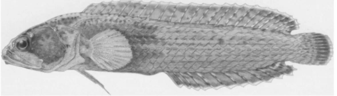 Fig.   7.   Beliops  batanensis,   USNM   288976,   holotype,   21.0   mm   SL,   Philippines,   Batanes  Providence, Batari Island