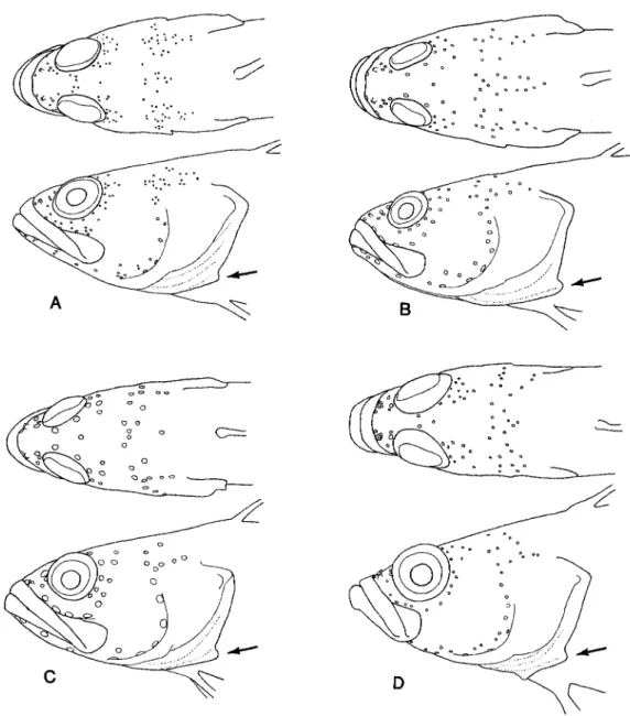 Fig. 1. General physiognomy and cephalic pore patterns in selected species of Acanthoclin-  inae: A, Acanthoclinus fuscus, ANSP 165085, 57.4 mm SL; B, A