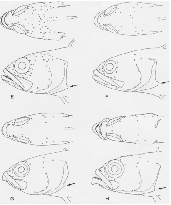 Fig. 1. (continued): E, Beliops xanlhokrossos, ANSP 165557, 25.7 mm SL; F, B. batanensis,  USNM 288976, holotype, 21.0 mm; G, Acanlhoplesiops hiatti, USNM 257631, 18.5 mm; H, A
