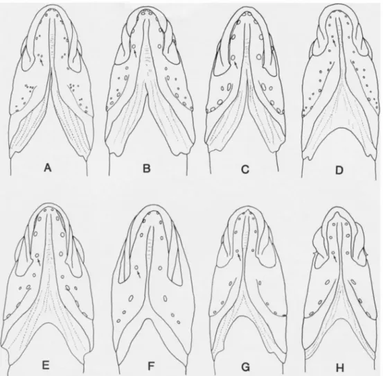 Fig. 2. Ventral views of heads showing general physiognomy and cephalic pore patterns in  selected species of Acanthoclininae (data as in Fig
