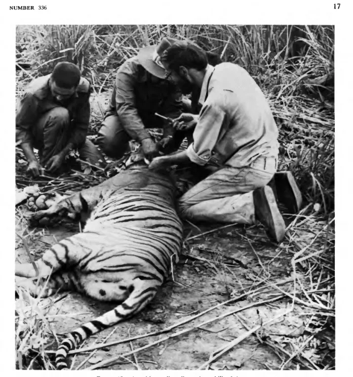FIGURE 13.—Attaching radio-collar to immobilized tigress.