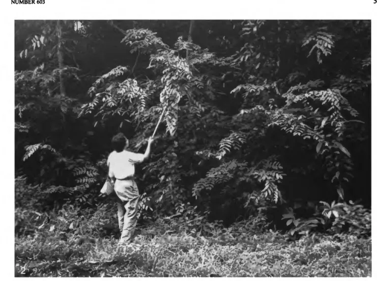 FIGURE 2.—B.B. Norden collecting on Humboldtia laurifolia Vahl along road at Gilimale.