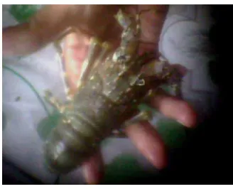 Gambar 4. P. longipes 