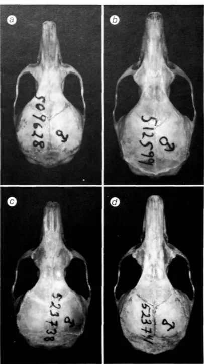 FIGURE 7.—Dorsal view of skulls of several forms of the Peromyscus boylii species group: a, P.