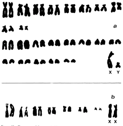 FIGURE 10.—Karyotypes of Peromyscus boylu: a, male (USNM 523883) from Ocota; b, biarmed chromosomes of specimen (USNM 523739) from 13 km SW Santa Teresa.