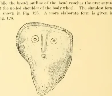 Fig. 126. (62347) Mask-liko object of shell.