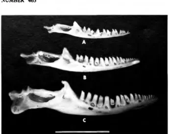 FIGURE 12.—The onlogenetic change in tooth crown morphology of Ameiva griswoldi proceeds from a short tricuspid condition in juveniles (A, USNM 218354, SVL = 61 mm) to a more acutely bicuspid type in subadulu (B, USNM 218354, SVL = 86 mm), and finally to a