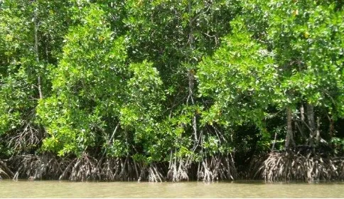 Gambar 1. Hutan mangrove di kawasan pesisir pantai  