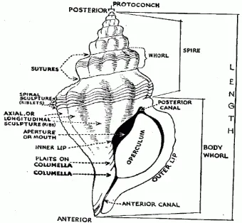 Gambar 1. Penampang cangkang Gastropoda 
