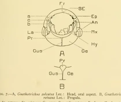 Fig. 7. — A, Giuxthotrichus sidcatus Lee.: Head, oral aspect. B, Gnatliotricluts retusus Lee