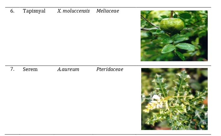 Tabel 1. Jenis- jenis mangrove dan namanya dilokasi penelitian (Lanjutan)