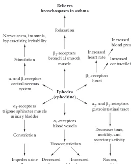 Figure 5.1 Nonselective adrenergic agonist activity of ephedra in the human body.