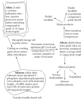 Figure 6.1 Transformations and origins of bioactive constituents of garlic.