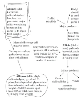 Figure 6.1 Transformations and origins of bioactive constituents of garlic.
