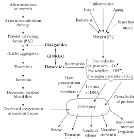Figure 6.3 Mechanism of action of ginkgo in treating cerebrovascular disease.