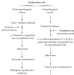 Figure 4.1 The mechanism of action of cranberry juice in preventing Escherichia coli urinary tract infection.