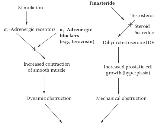 Figure 4.2 The mechanism of drug therapy in the treatment of benign prostatic hyperplasia (BPH).