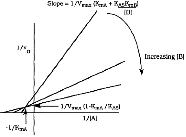 Figure 4: Lineweaver-Burke plot of a ordered two-substrate enzymatic reaction.  