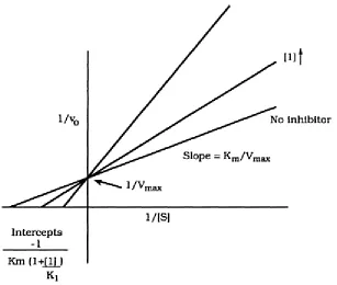 Figure 6: Lineweaver-Burke plot of competitive inhibition.  