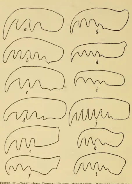 FIGURE 17. — Tarsal claws Tomoxia, Calyck, Mokdeli.oiues. Morublla, and Glipa.
