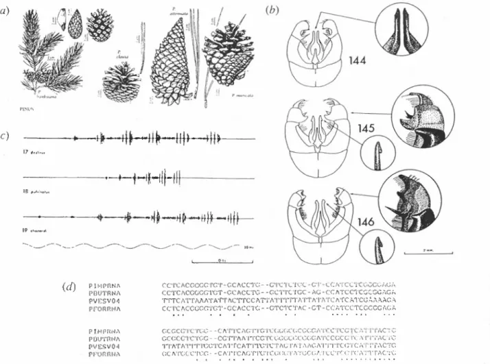 Figure 2.1-2: Comparative data in systematics: (a) gross morphological features in pine trees (Pinus, Morin el al