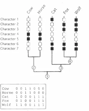 Figure 2.1-4: A simple data matrix and the implied phylogenetic  hypothesis of four taxonomic groups