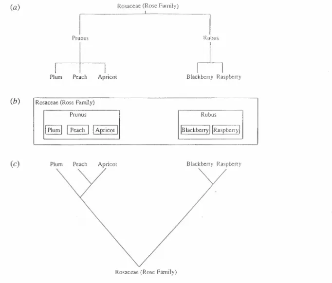 Figure 2.1-1: Three graphical representations of the laxonomic hierarchy of some members of the Rosaceae: (a) nested hierarchy; (b)  box-within-box, and (c) a branching tree