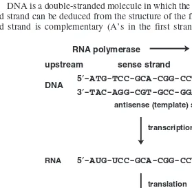 Figure 5-1DIRECTIONALITIESing the RNA template starting at the 5 in the flow of information from DNA to RNA to pro-tein