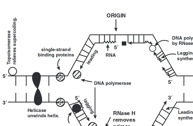 Figure 5-2DNA REPLICATION begins at a defined origin, is bidirectional, and is semi-conservative (one new chain, one old chain in daughter DNA), and chain growthoccurs in the 5� to 3� direction.