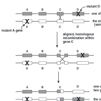 Figure 5-3ALIGNED, HOMOLOGOUS RECOMBINATIONswaps informationbetween the same genes on two copies of the same chromosome