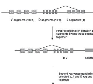 Figure 5-5Recombination in Immunoglobulin GenesRecombination is used to randomly combine a variable and two joining seg-ments of the immunoglobulin heavy-chain genes