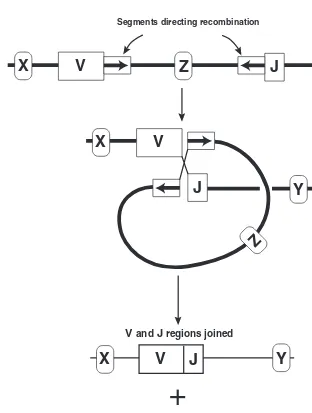 Figure 5-6The RECOMBINATION THAT JOINS the V, D, and J gene segments of theimmunoglobulin heavy chain occurs between specific regions that precede and